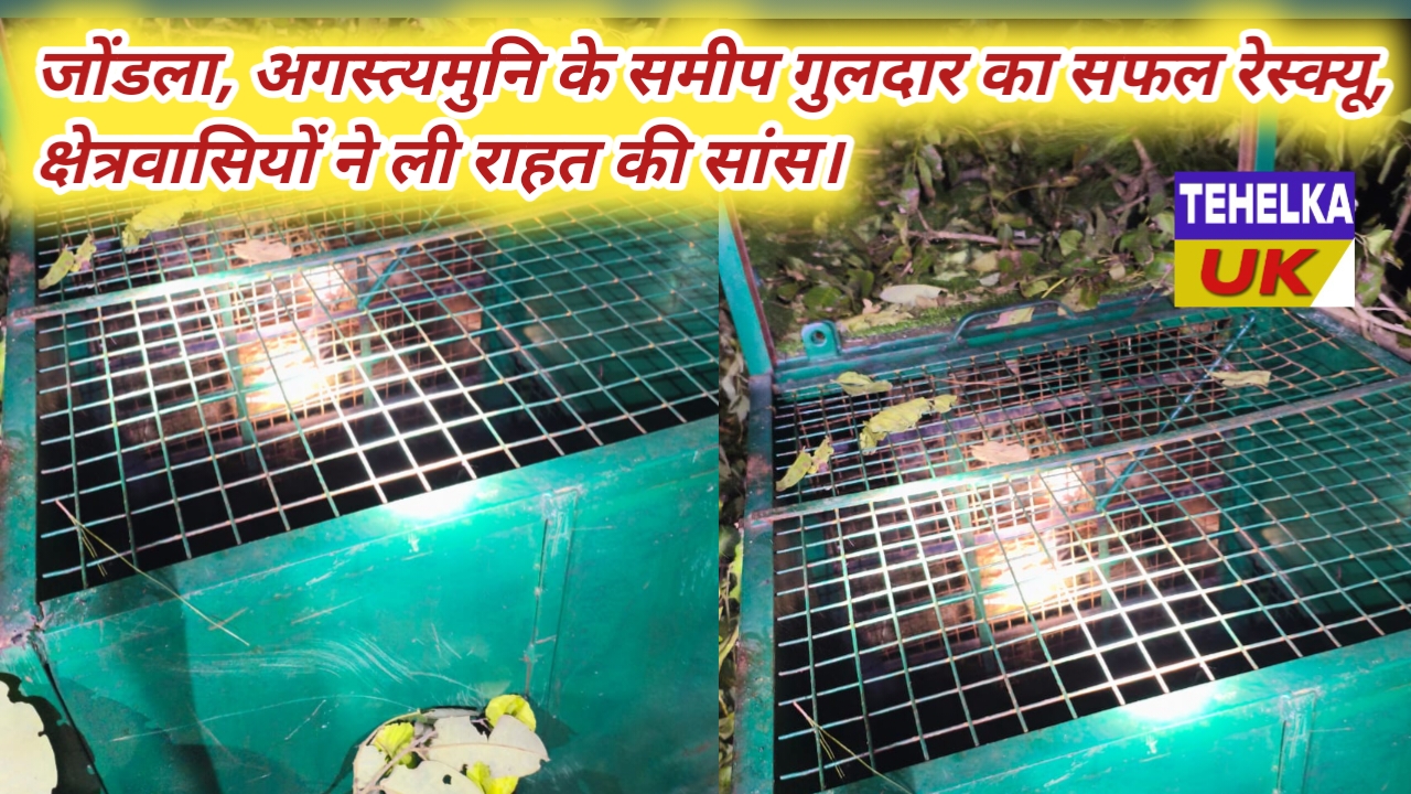 जोंडला अगस्त्यमुनि के समीप गुलदार का सफल रेस्क्यू, क्षेत्रवासियों ने ली राहत की सांस।